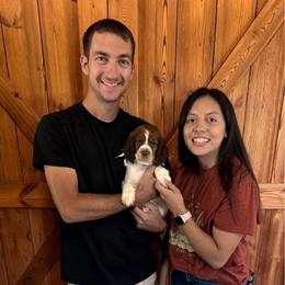 Hazel - Liver white and tan female English Springer Spaniel puppy in Braidwood, Illinois from A & R Springers