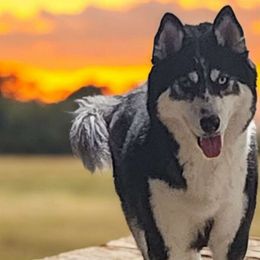 Echo - Siberian Husky