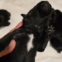 Male 1 - Black male Scottish Terrier puppy in Conroe, Texas from Scotch McLaren Terriers