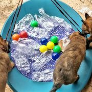 Belgian Laekenois Puppies from Cal Curly Coats Belgian Laekenois