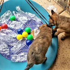 Belgian Laekenois Puppies from Cal Curly Coats Belgian Laekenois
