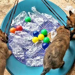 Belgian Laekenois Puppies from Cal Curly Coats Belgian Laekenois