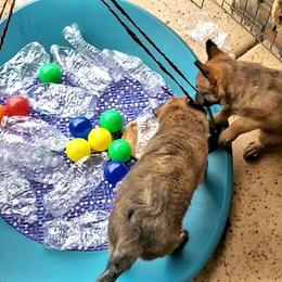 Belgian Laekenois Puppies from Cal Curly Coats Belgian Laekenois