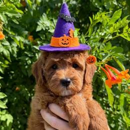 Blue - Red  male Goldendoodle puppy in Tucson, Arizona from Adored Poodle & Doodles