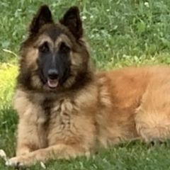 Belgian Sheepdogs and Belgian Tervuren from Gina's Belgians