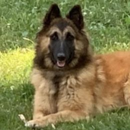 Belgian Sheepdogs and Belgian Tervuren from Gina's Belgians