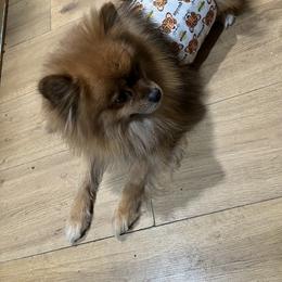Hercules - Red sable male Pomeranian puppy in Wapato, Washington from Ruby’s Pomeranians