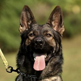 Angel - German Shepherd