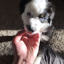 Australian Shepherd Puppies from 303 Aussies