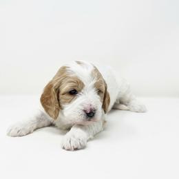 Bear - Red male Cavapoo puppy in Columbus, Montana from Comfort Doodle