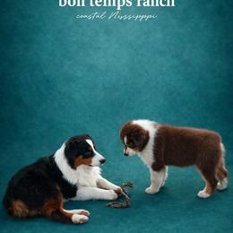 Australian Shepherd Puppies from Bon Temps Ranch