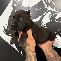 Male 1 - Black male Cane Corso puppy in Cashion, Oklahoma from APEXOK Cane Corsos LLC