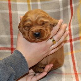 Basil - Dark golden male Golden Retriever puppy in New Weston, Ohio from Bertke AKC Golden Retrievers and Bernese Mountain Dogs