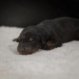 Doberman Pinscher Puppies from Warsong Dobermann