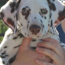 Dalmatians from Jordan's Dalmatians