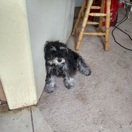 Lu - Miniature Schnauzer