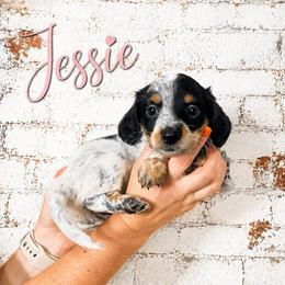 Jessie - Piebald female Dachshund puppy in Waco, Georgia from Huff Family Doxies & Doodles