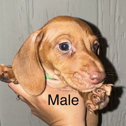 Dachshund Puppies from Weenie Hut Jrs