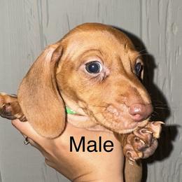 Dachshund Puppies from Weenie Hut Jrs