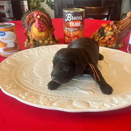 Orange Collar - Brown male Boykin Spaniel puppy in Hurtsboro, Alabama from PARK’s Family Farm