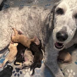 Sheepadoodle puppies from Fur-ever Doodles
