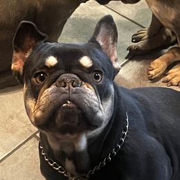 Sansa - French Bulldog