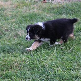 Australian Shepherd and Toy Australian Shepherd Puppies from Little Creek Ranch