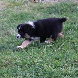 Australian Shepherd and Toy Australian Shepherd Puppies from Little Creek Ranch