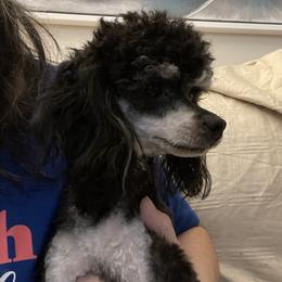 Shasta - Poodle