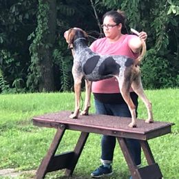 American English Coonhound All Grown Up from DC’s American English Coonhounds