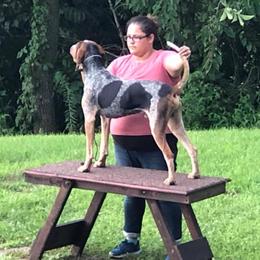 American English Coonhound All Grown Up from DC’s American English Coonhounds