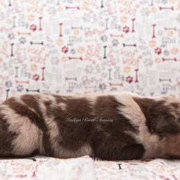 Harlow - Red merle female Australian Shepherd puppy in Lacombe, Louisiana from Indigo River Aussies