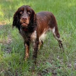 Oso - English Springer Spaniel