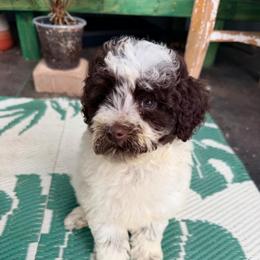 Fawn with training - Brown and white female Cockapoo puppy in Boonville, North Carolina from Doods & Dolls