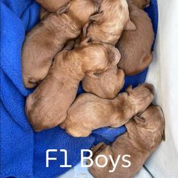 Boy 6 - Red  female Goldendoodle puppy in Silverton, Oregon from Rambler Goldens