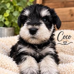 Coco - Black and silver female Miniature Schnauzer puppy in Hull, Georgia from Ardent Miniature Schnauzers of Athens