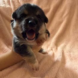 Baby boy brown - Black and tan male Pembroke Welsh Corgi puppy in Saint Johns, Florida from Colebrooke Farm