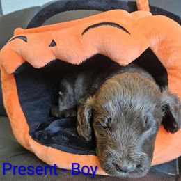 Present - Chocolate male Labradoodle puppy in Phelan, California from Family Doodles