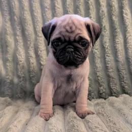 Delilah - Fawn female Pug puppy in Winter Haven, Florida from Lisa's Pugalicious Pugs