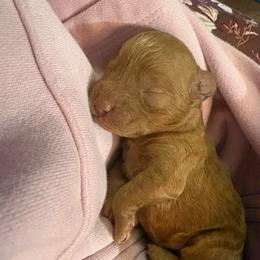 Princess - Red  female Poodle puppy in Utica, Ohio from Poodle Me Crazy