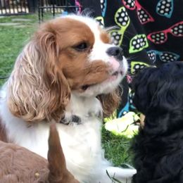 Cavachon, Cavalier King Charles Spaniel, and Cavapoo Puppies from Comfort Cavs