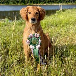 Bree - Golden Retriever