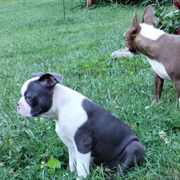 Sweet Pea - Boston Terrier puppy in Chickamauga, Georgia from Aiguier's Bostons