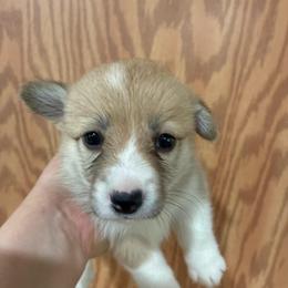 Lava Girl - Red female Pembroke Welsh Corgi puppy in Delton, Michigan from CorGizmo