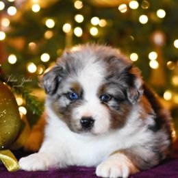 Australian Shepherd Puppies from Paramount Aussies