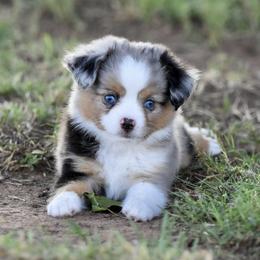 Toy Australian Shepherd Puppies from Shooting Stars Ranch Toy and Mini Aussies