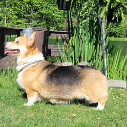 Starry - Pembroke Welsh Corgi
