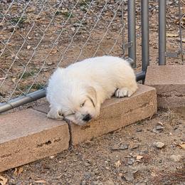 Green Boy - Light golden male Golden Retriever puppy in Albuquerque, New Mexico from Teeter's Desert  Goddess Goldens