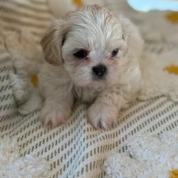 Dixie - Cream female Shichon puppy in Newington, Connecticut from Burton Creek Puppies