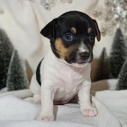 Penny - White and black female Teddy Roosevelt Terrier puppy in Claremore, Oklahoma from Travelin' Man Terriers
